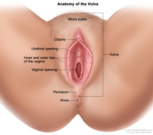 Anatomy of the Vulva