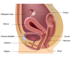 ShutterStock_Female_Urinary_System